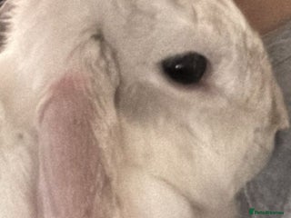 Mini Lop rabbits Beautiful white/ grey rabbit - Advert 1