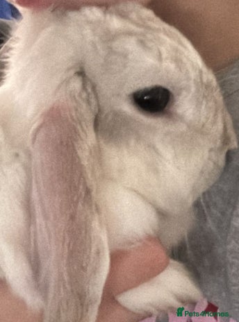 Mini Lop rabbits Beautiful white/ grey rabbit - Advert 1