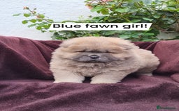 Chow Chow dogs for sale: Chow Chow Puppy 1 - 5 star KC registered Chow Chow puppies - Image 9