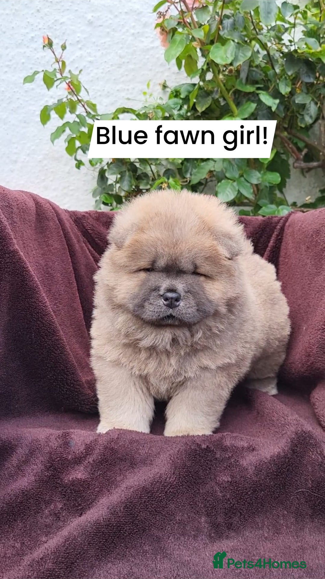 Chow Chow dogs for sale: Chow Chow Puppy 1 - 5 star KC registered Chow Chow puppies - Image 9