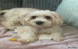Mixed Breed dogs for sale: Cavaschon female and Maltese mix male  - Image 3