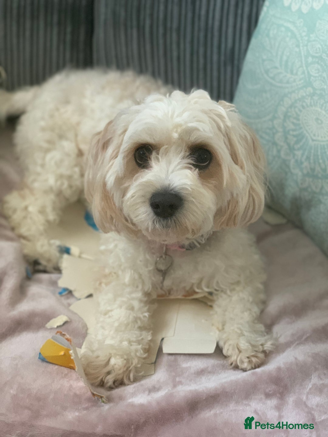 Mixed Breed dogs for sale: Cavaschon female and Maltese mix male  - Image 3