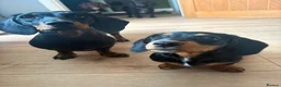 Miniature Dachshund dogs for sale: Gus Cosgrove in Glasgow - Advert 2