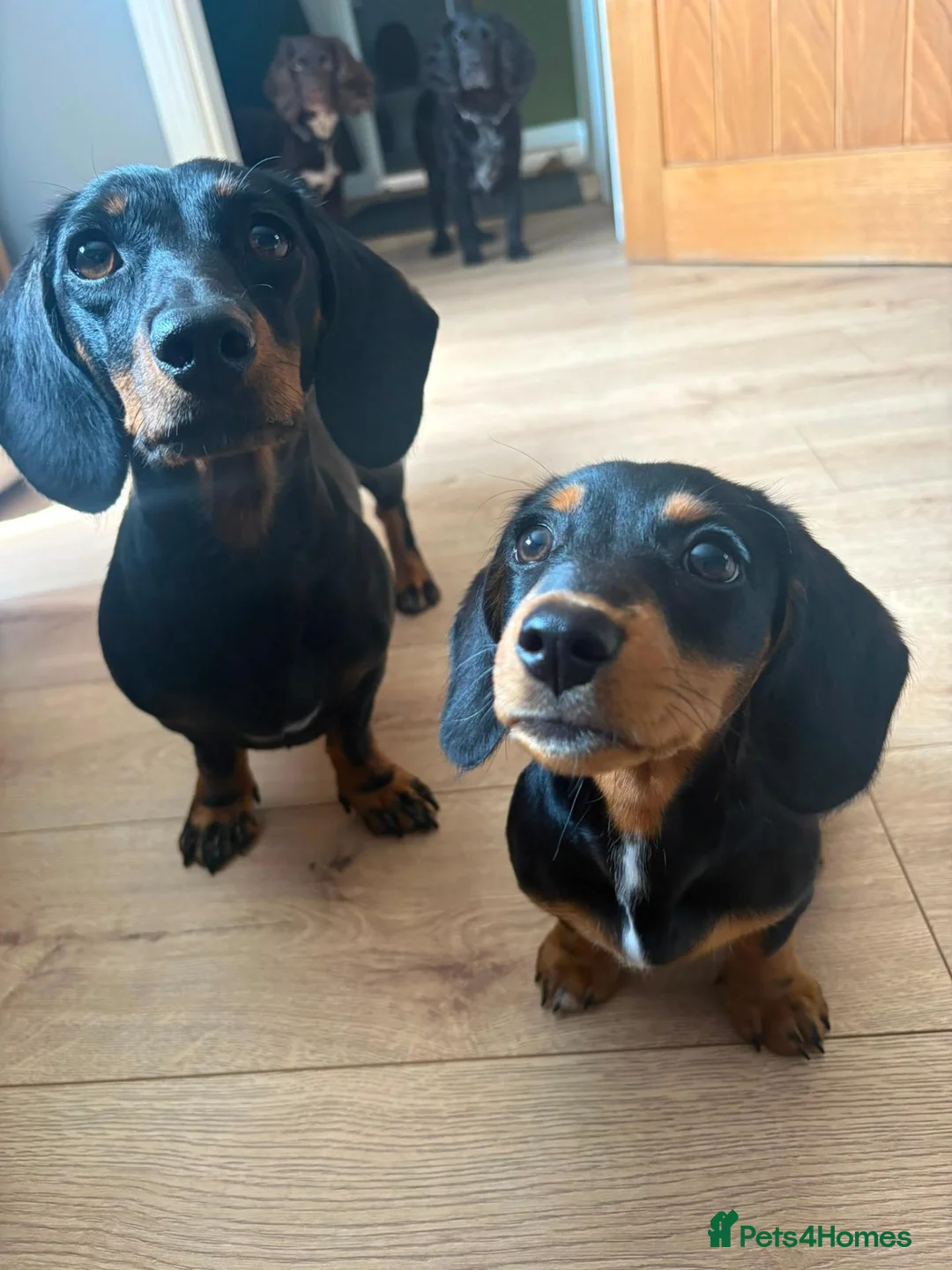 Miniature Dachshund dogs for sale: Gus Cosgrove in Glasgow - Advert 2