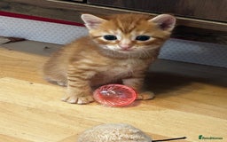 Ragdoll cats for sale: Ragdoll mixed tabby Ginger kittens - Image 11