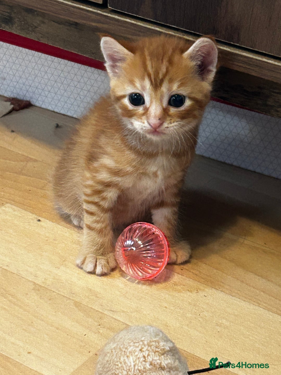 Ragdoll cats for sale: Ragdoll mixed tabby Ginger kittens - Image 11