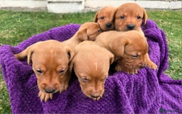 Labrador Retriever dogs for sale: KC Registered Fox Red Labrador Puppies - Image 10