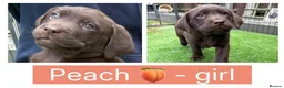 Labrador Retriever dogs for sale: Chunky chocolate family pet Labrador puppies - Advert 10