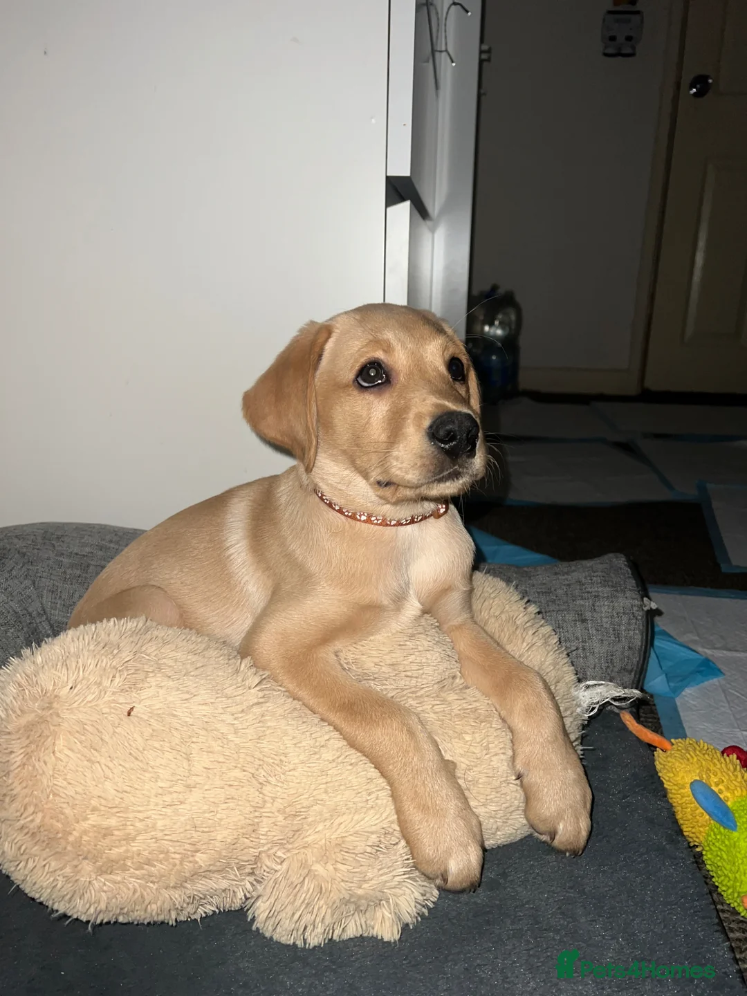 Labrador Retriever dogs for sale: 3-Month-Old Labrador Retriever Puppy for Sale - Advert 6