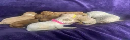 Cavapoochon dogs for sale: Cavapoochons fully health tested parents  - Advert 13