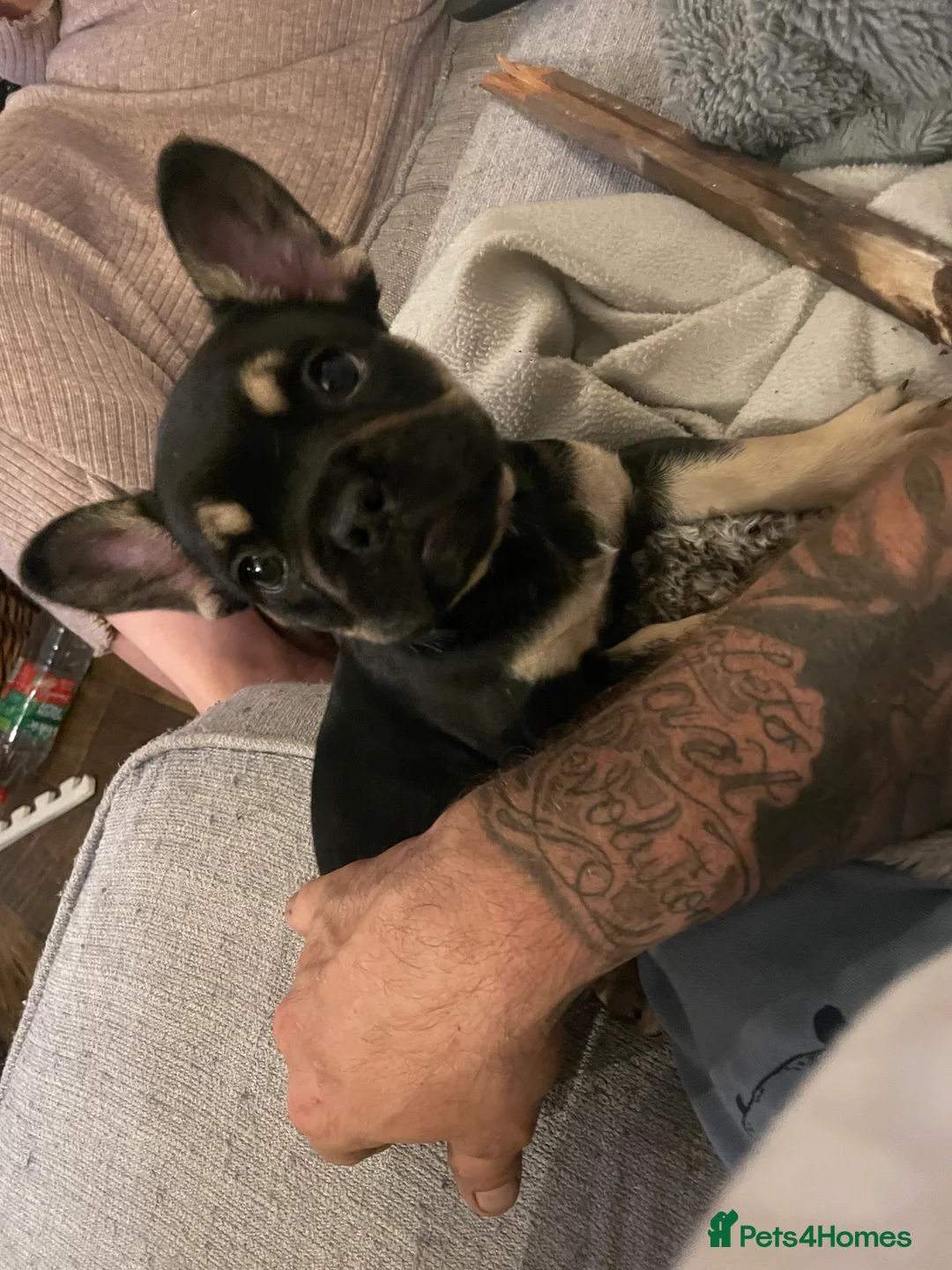 French Bulldog dogs for stud: Chocolate Tan french bulldog Burtie in Sevenoaks - Advert 22