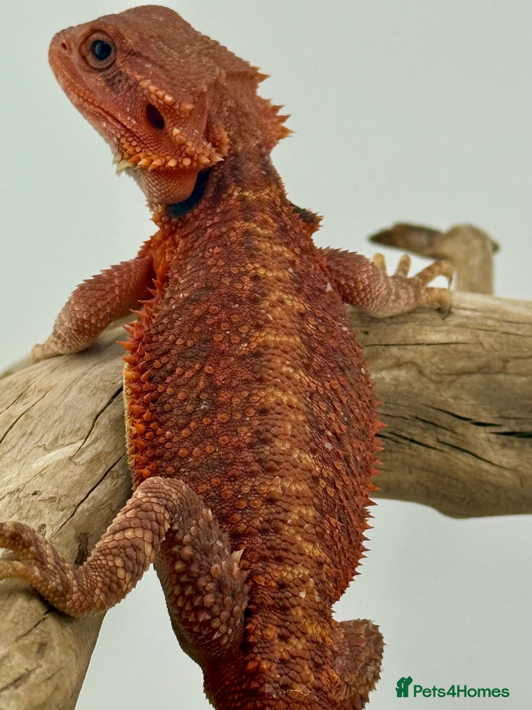 Bearded Dragon reptiles for sale: Bearded Dragon Red Monster - Image 4