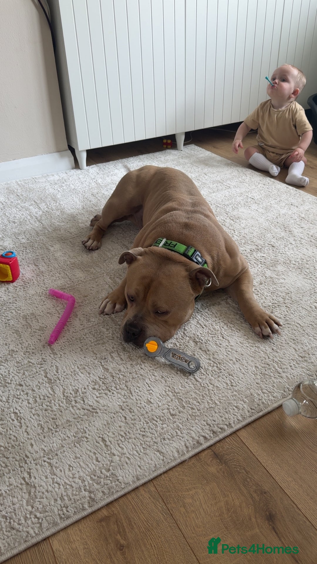 American Bulldog dogs for sale: Pocket bully - Advert 2