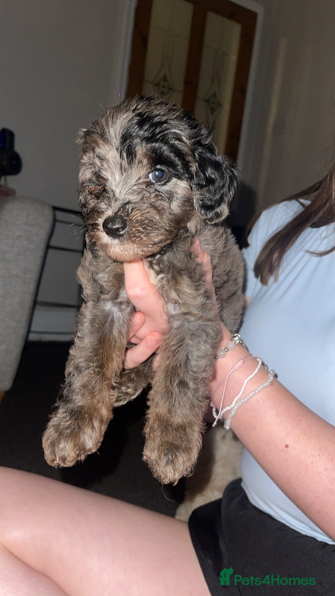 Mixed Breed dogs for sale: Cavapoochon X cockapoo - Image 2