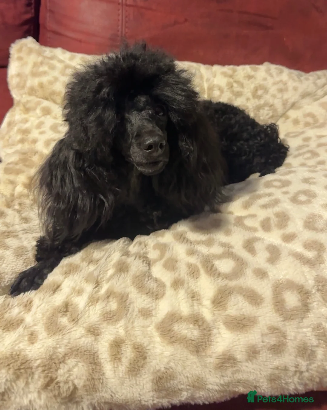 Toy Poodle dogs for sale: Toy poodle - Advert 3