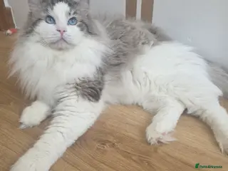 Ragdoll cats GCCF/TICA ACTIVE REGISTERED Championbloodline stud - Advert 3