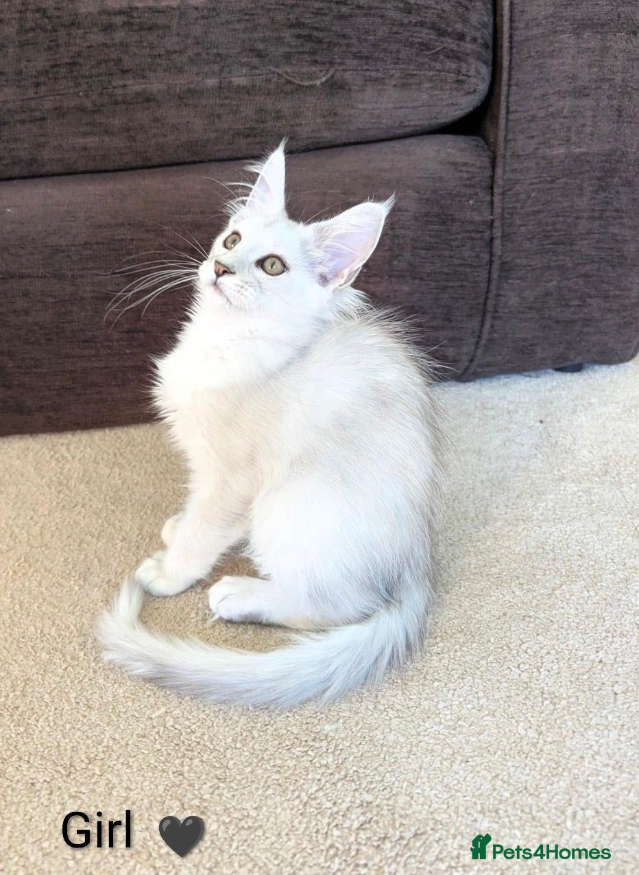 Maine Coon cats Ticked & Shaded Maine Coon Kittens  - Advert 2