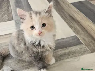 Mixed Breed cats Rare Diluted Kittens READY - Advert 8