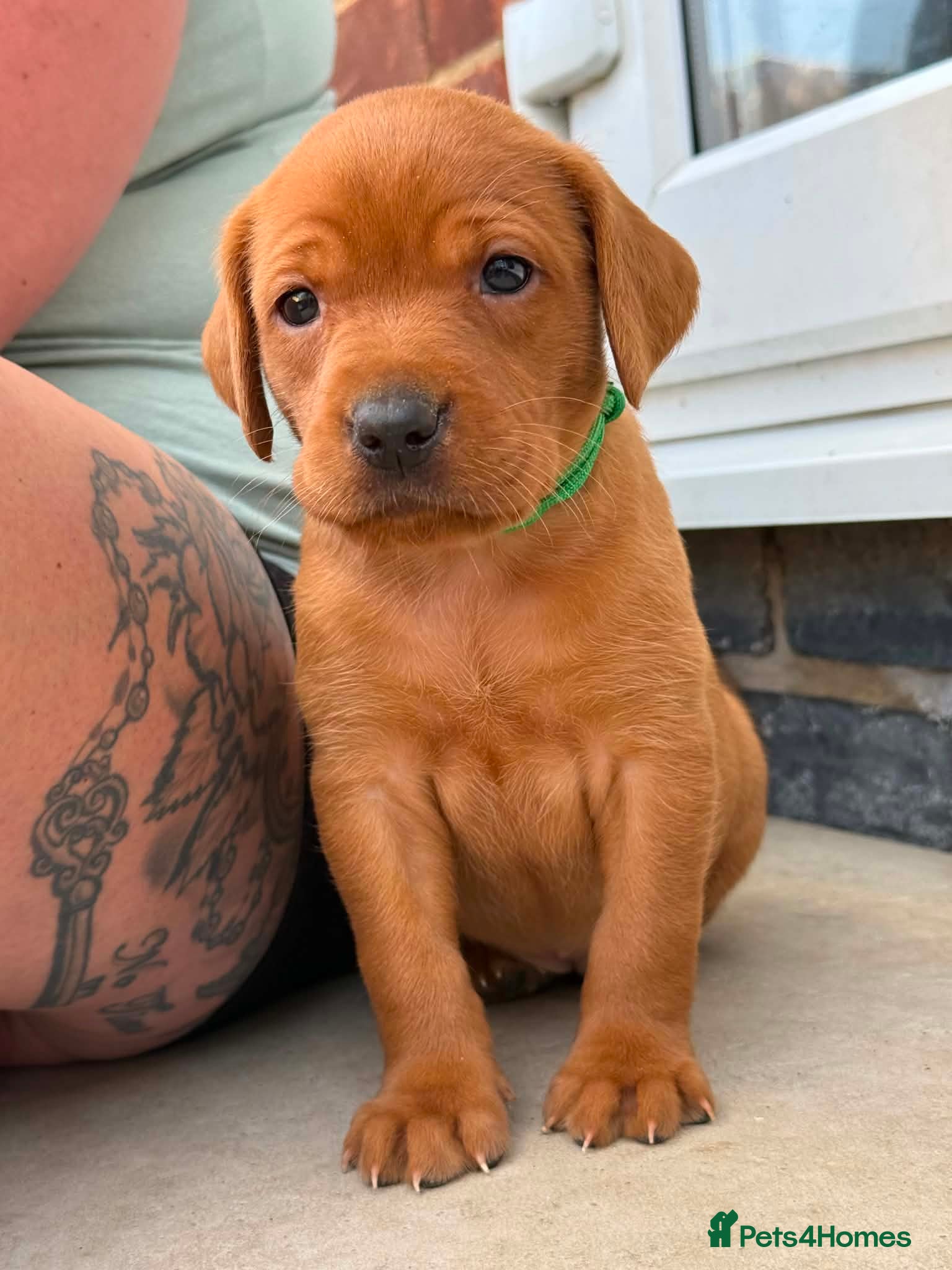 Labrador Retriever dogs Beautiful KC registered dark red Labrador puppies - Advert 2