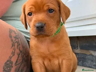 Labrador Retriever dogs Beautiful KC registered dark red Labrador puppies - Advert 4