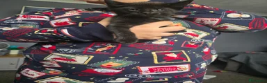 Maine Coon 2