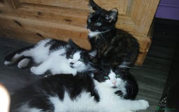 Maine Coon cats for sale:  Vet check. Full Vaccinated. Microchiped kittens in Sudbury - Image 31