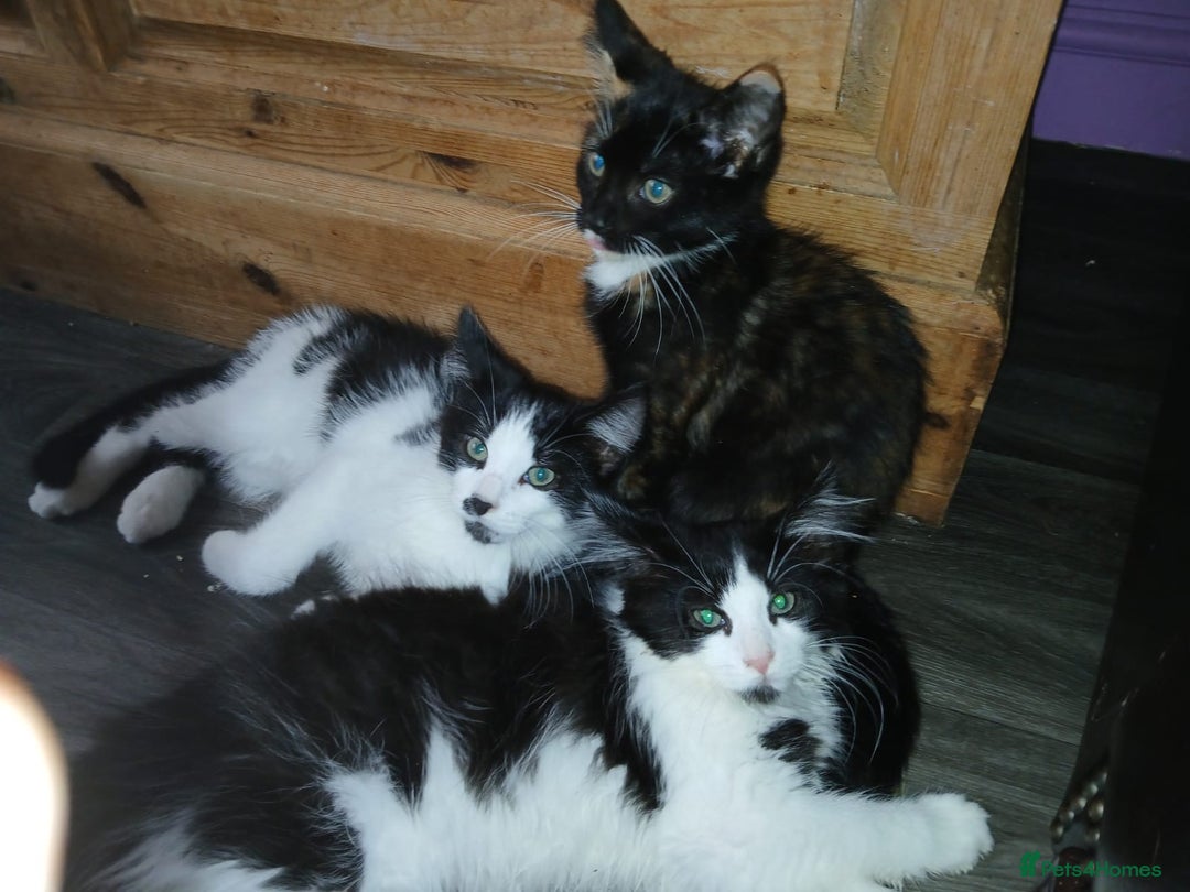 Maine Coon cats for sale:  Vet check. Full Vaccinated. Microchiped kittens in Sudbury - Image 31