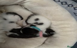 Ragdoll cats for sale: Ragdoll cross breed  - Image 13