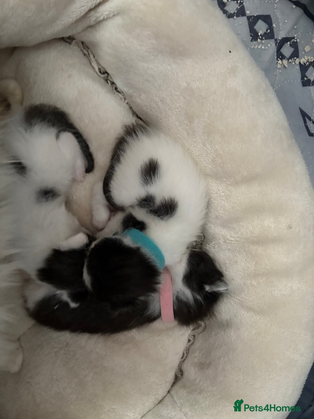 Ragdoll cats for sale: Ragdoll cross breed  - Image 13