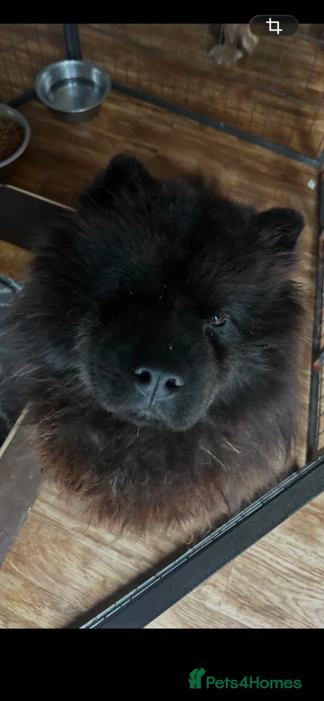 Chow Chow dogs for sale: Chow chow  in Doncaster - Advert 5