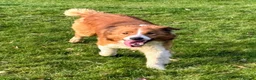 Border Collie dogs for stud: Sable & white KC registered border collie at stud  in Chesterfield - Advert 2