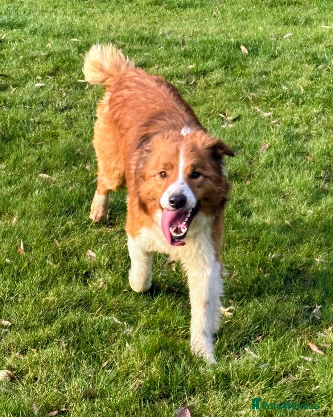 Border Collie dogs for stud: Sable & white KC registered border collie at stud  in Chesterfield - Advert 2