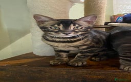Bengal cats for sale: Rare Bengal Kittens Black, Smoke & Charcoal - Image 21