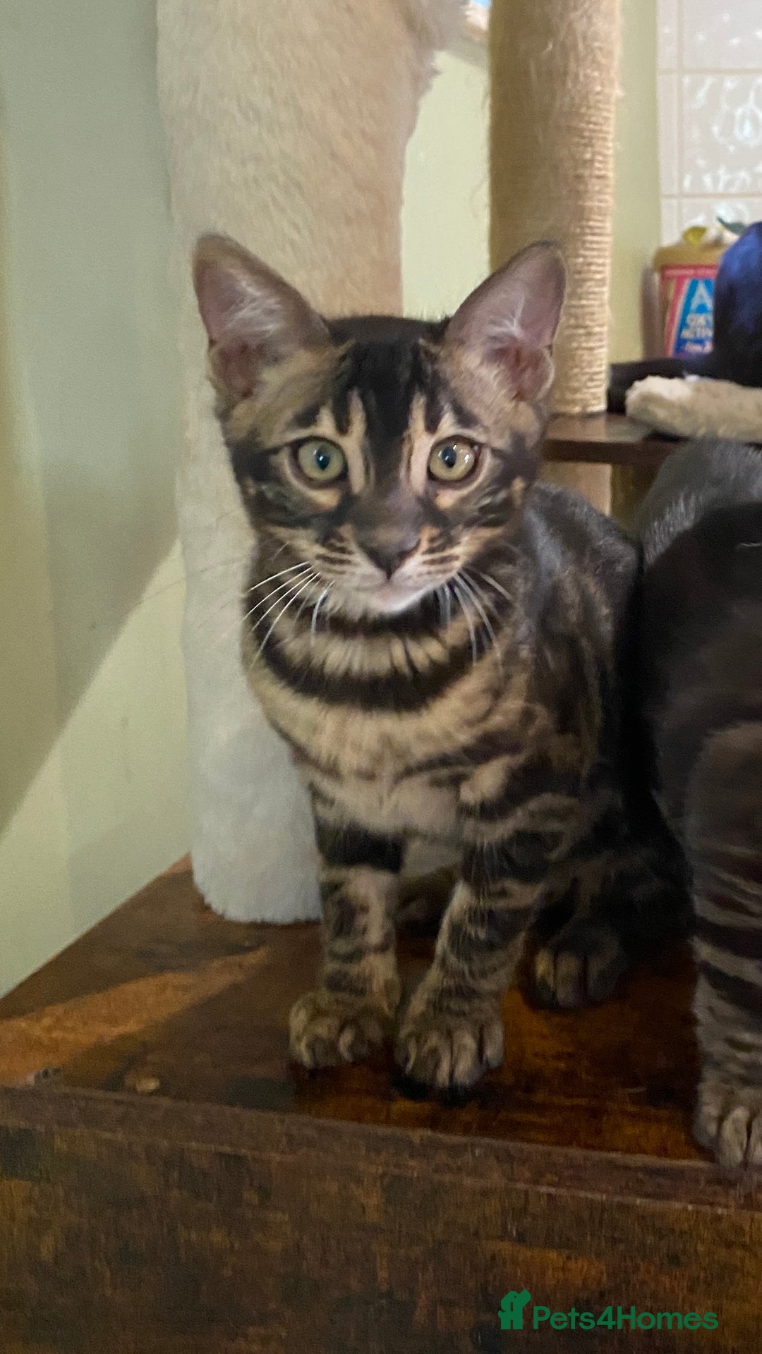 Bengal cats for sale: Rare Bengal Kittens Black, Smoke & Charcoal - Image 21