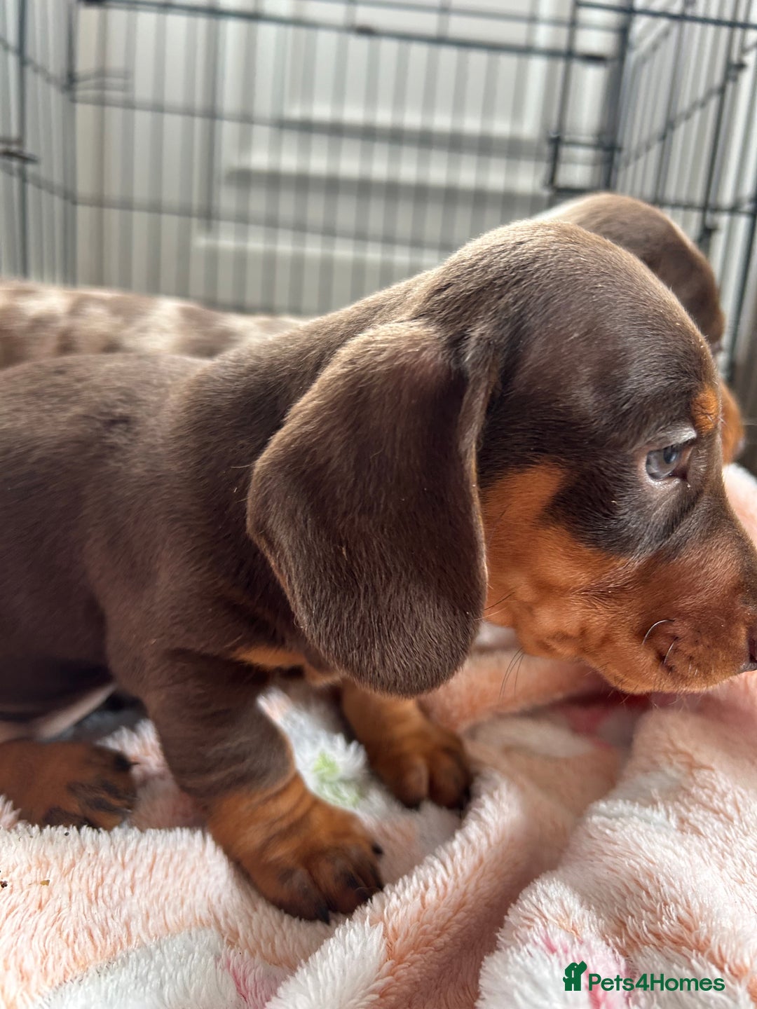 Dachshund dogs for sale: Dachshund medium/small dappled chocolate - Image 8