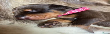 Dobermann 6