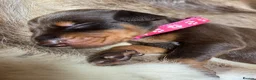Dobermann dogs for sale: KC REGISTERED DOBERMAN PUPS - Advert 28