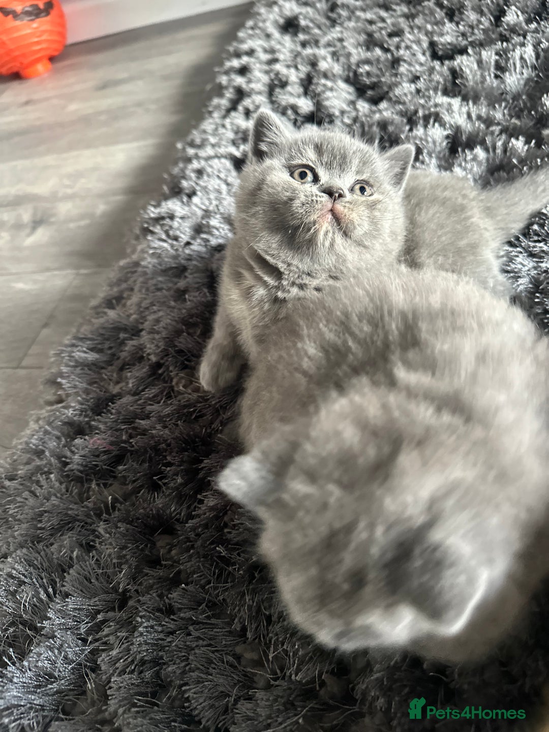 British Shorthair cats for sale: GCCF registered British longhairs and Shorthairs - Image 5