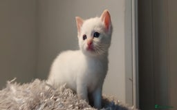 British Shorthair cats for sale: 3/4 British short hair male ready now  - Image 5