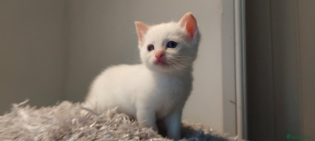 British Shorthair cats for sale: 3/4 British short hair male ready now  - Image 5
