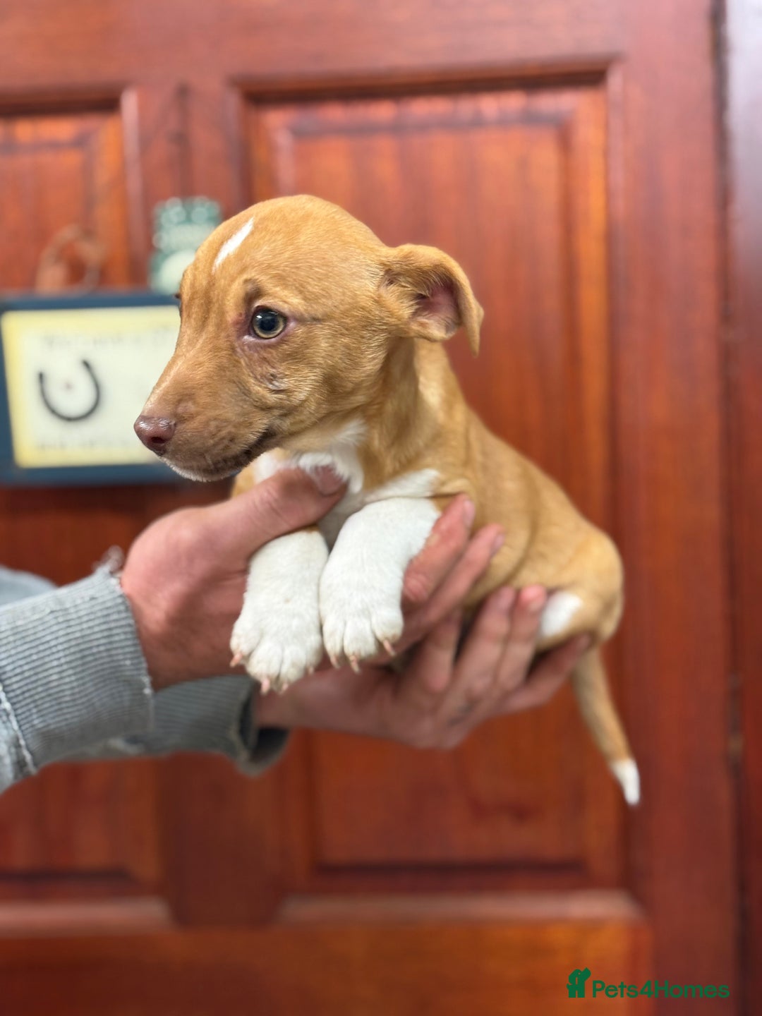 Jack Russell dogs for sale: Jack Russell short legged puppies  - Advert 3