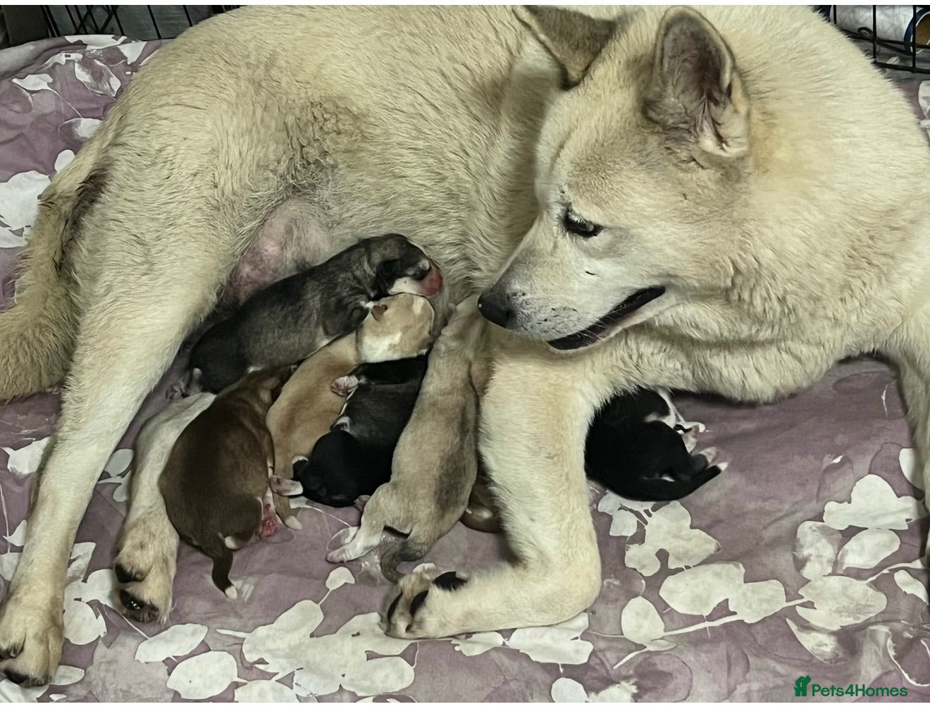Siberian Husky dogs Siberian husky puppies  - Advert 1