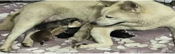 Siberian Husky dogs for sale: Siberian husky puppies  - Advert 1