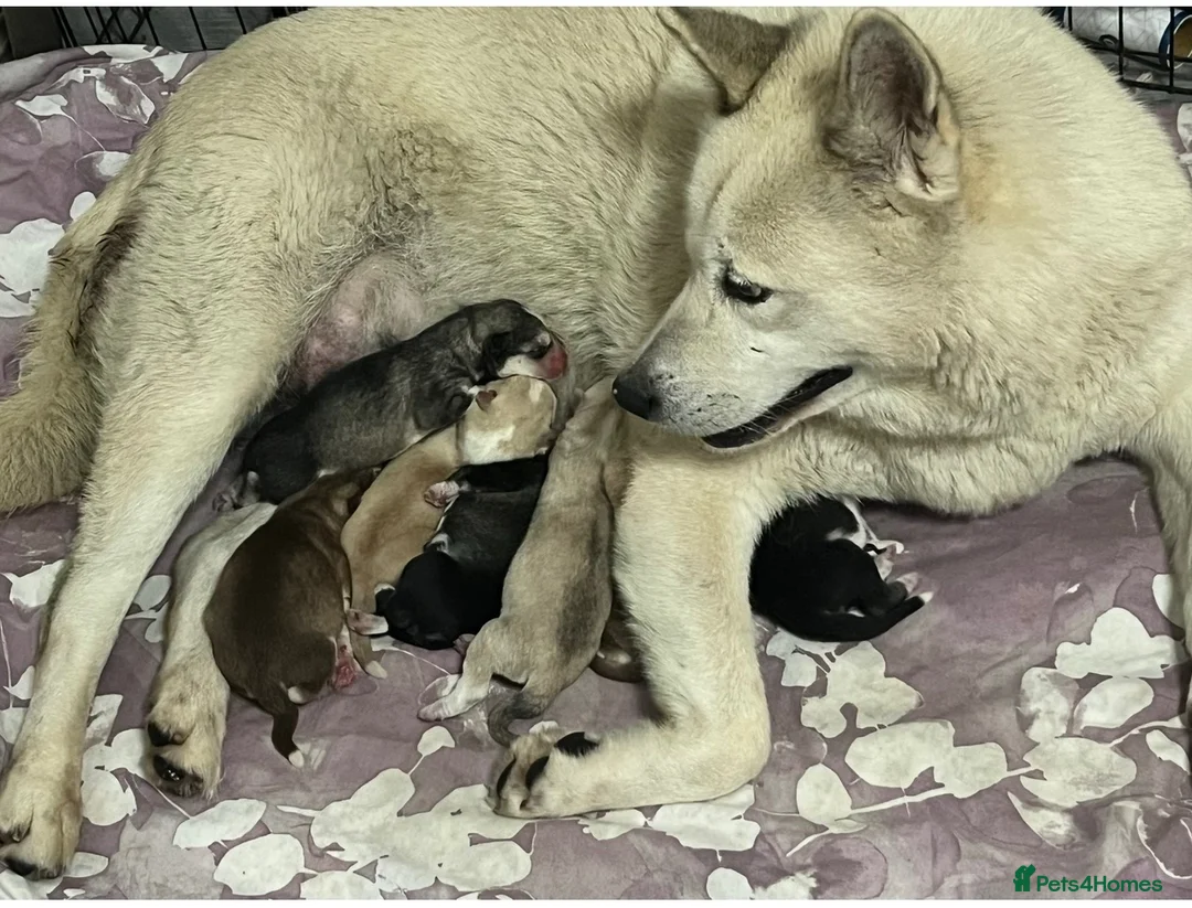 Siberian Husky dogs for sale: Siberian husky puppies  - Advert 1