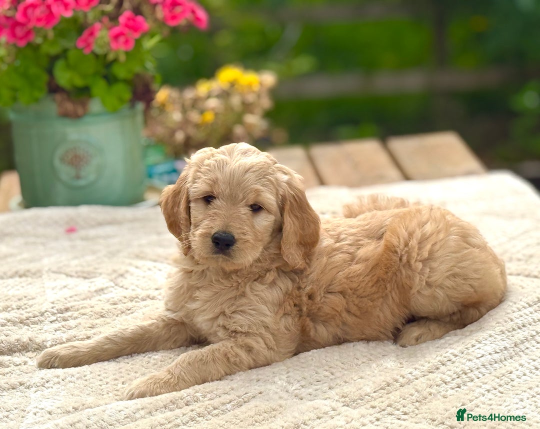 Goldendoodle dogs for sale: Exeptional Goldendoodle puppies F1b - Image 4