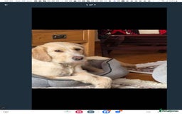 Labradoodle dogs for sale: 2nd Generation Labradoodles - Image 16