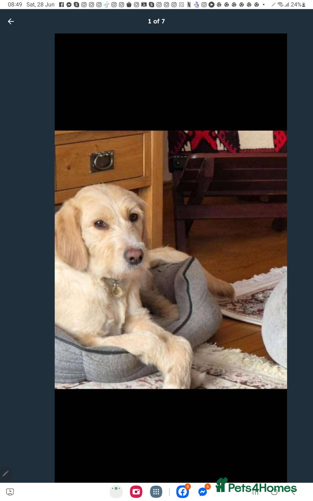 Labradoodle dogs for sale: 2nd Generation Labradoodles - Image 16
