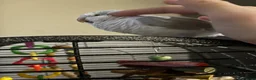 Parakeets birds for sale: Hand reared, talking, cuddly Quaker parrot  in Middlesbrough - Advert 5