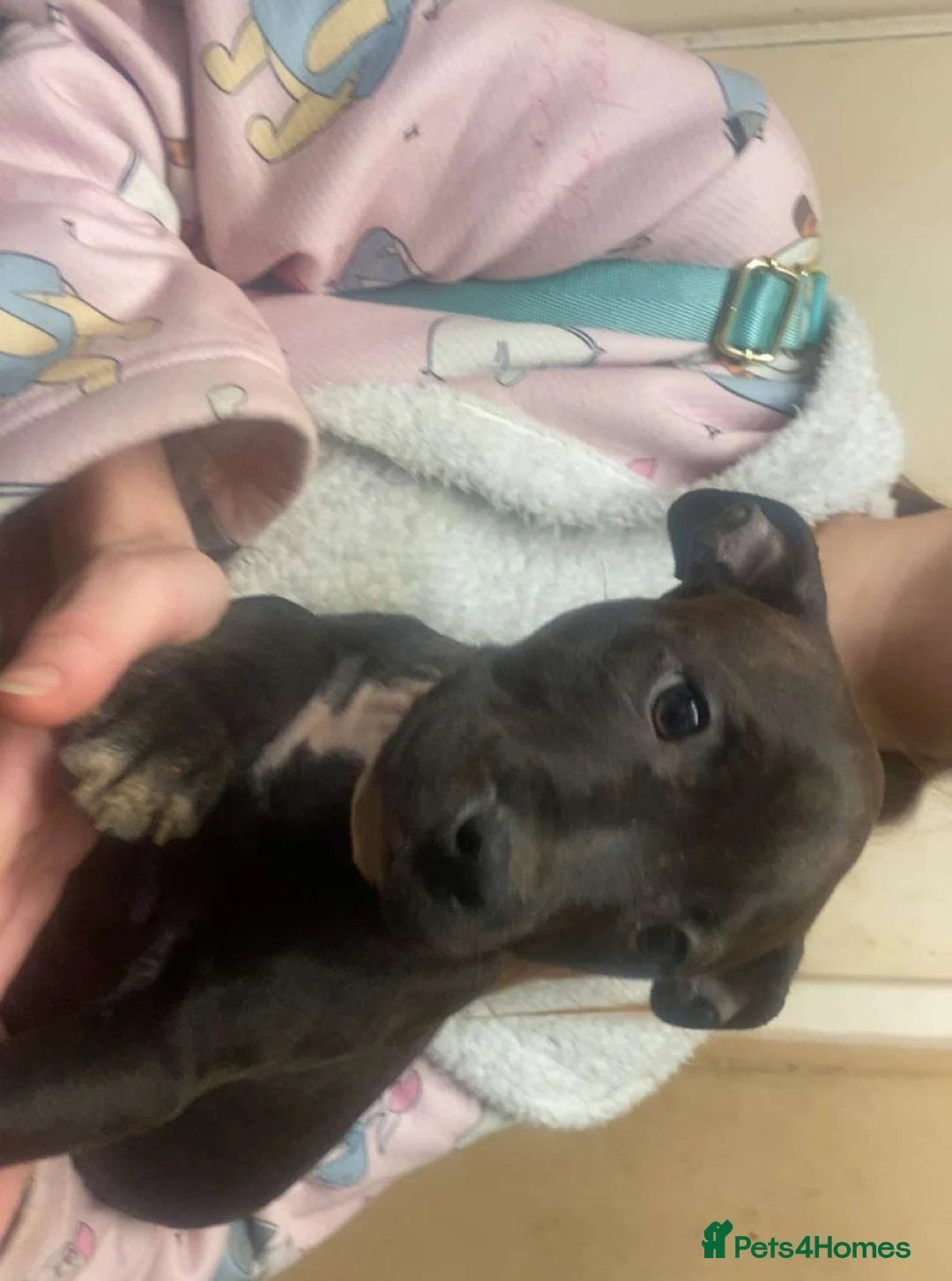 Staffordshire Bull Terrier dogs for sale: Beautiful Staffies pups  - Advert 26