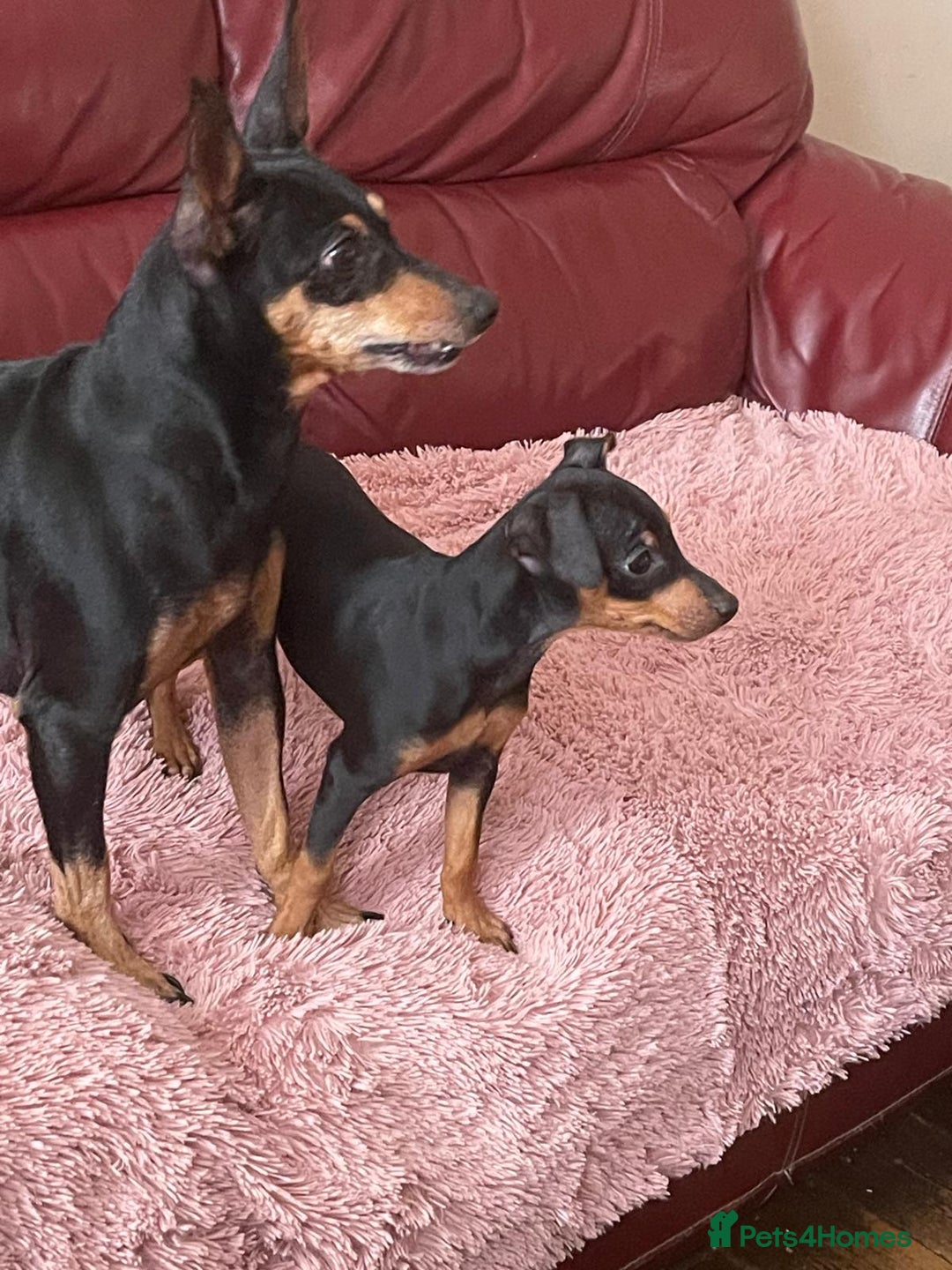 Miniature Pinscher dogs for sale: Beautiful Miniature Pinscher . - Advert 10
